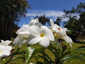 Close-up of white frangipani blooming on tree