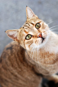 Close-up portrait of a cat