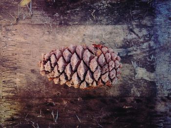 Close-up of firewood