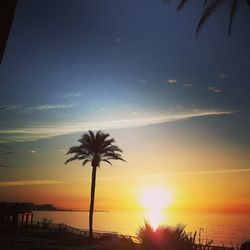 Silhouette of palm trees at sunset