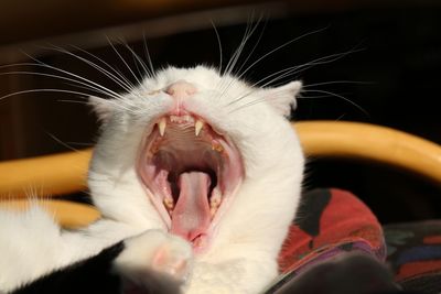 Close-up of cat yawning