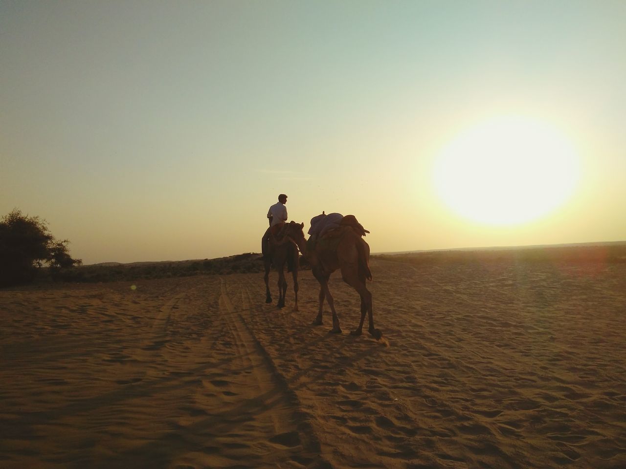 domestic animals, animal themes, sunset, mammal, one animal, full length, sun, riding, dog, beach, clear sky, walking, sand, men, horse, pets, working animal, silhouette, sea