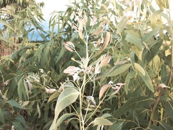 Close-up of fresh green plants