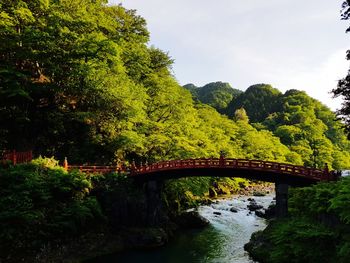 Arch bridge over river in forest