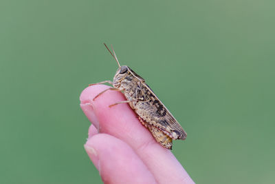 Grasshopper on the hand of a person