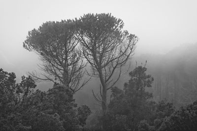 Trees against sky during foggy weather