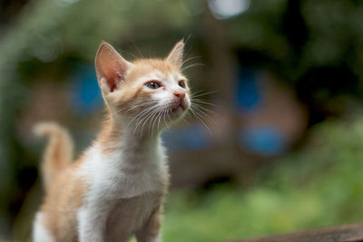 Close-up of cat