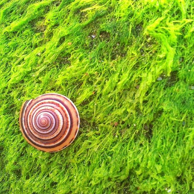 grass, green color, growth, field, high angle view, nature, animal shell, beauty in nature, close-up, snail, natural pattern, wildlife, plant, outdoors, animal themes, spiral, pattern, one animal, day, green