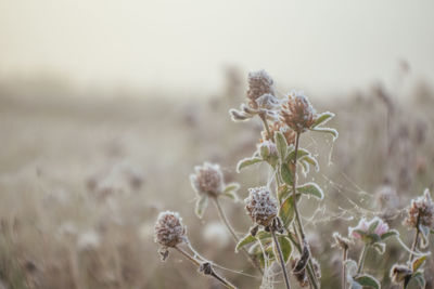 Close-up of wilted flower on field