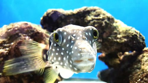 Close-up of fish swimming in sea