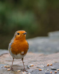 Close-up of bird perching on retaining wall