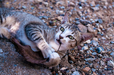 High angle view of cat lying on pebbles