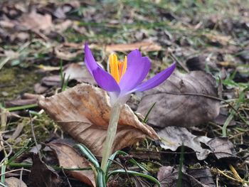 Close-up of crocus blooming on field