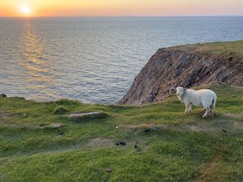 Horse standing on field at sunset
