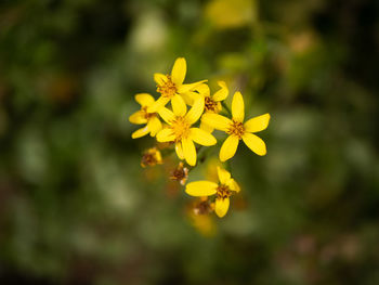 Close-up of yellow flowering plant