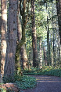 Trees in forest