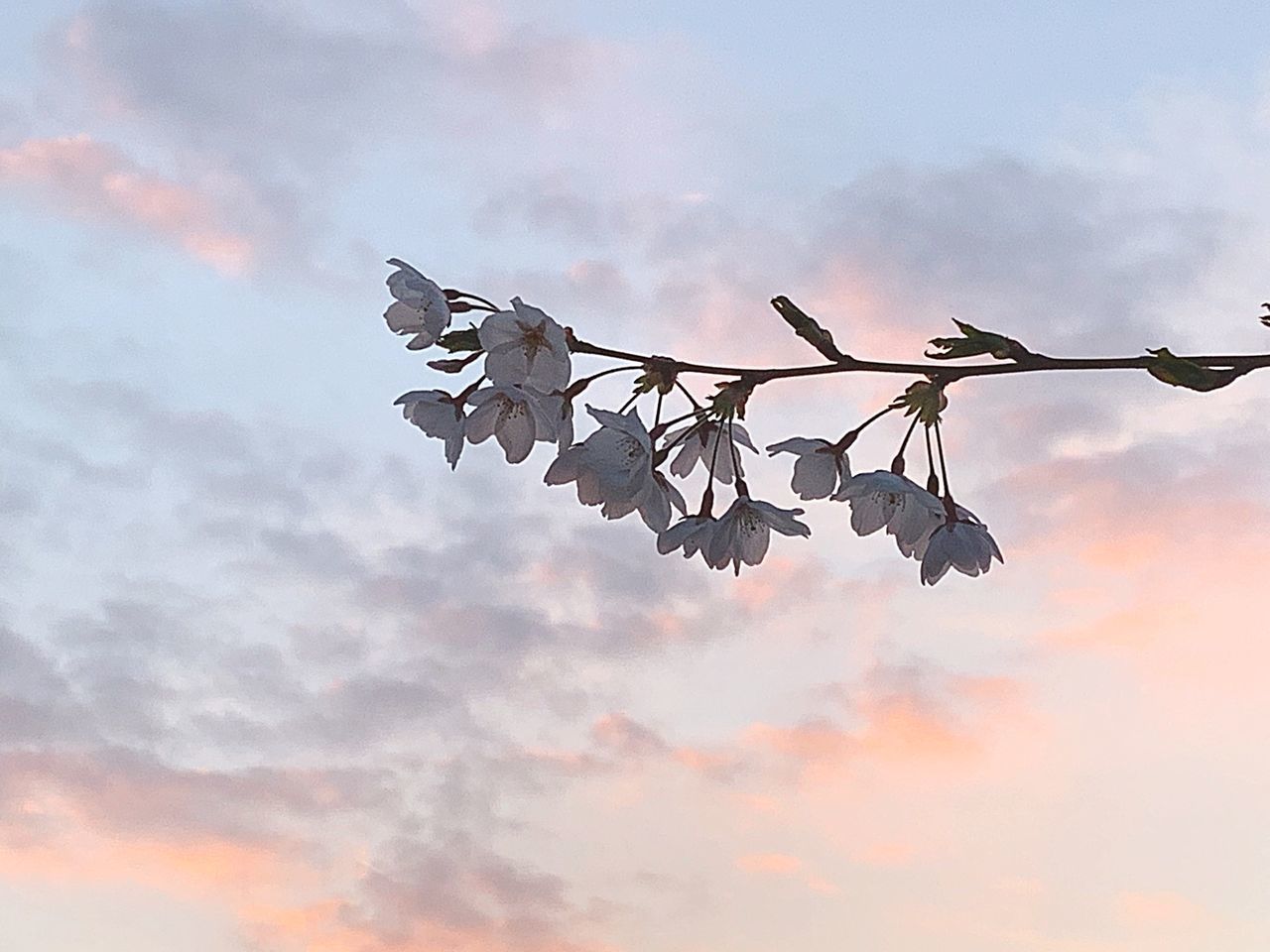 LOW ANGLE VIEW OF SILHOUETTE BRANCH HANGING AGAINST SKY