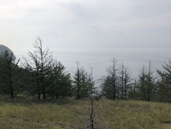 Scenic view of trees growing on field against sky
