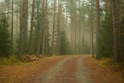 Pine trees in forest
