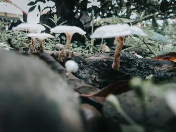 Close-up of mushroom growing on land