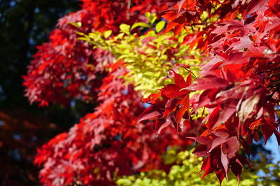 Close-up of maple leaves on tree