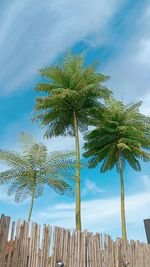 Brazilian fern trees on beach against sky