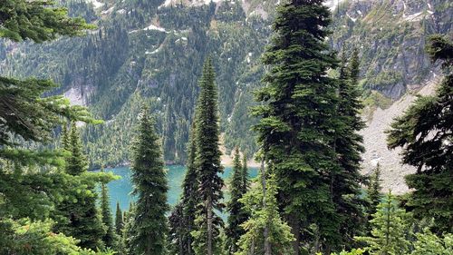 Pine trees in forest