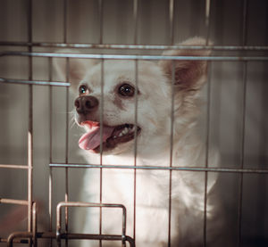 Portrait of dog in cage