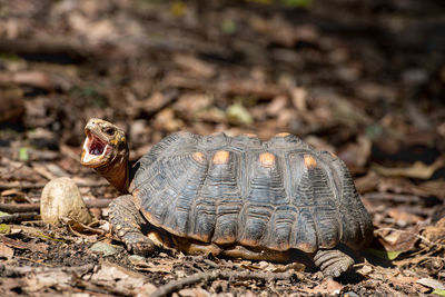 Close-up of lizard on land