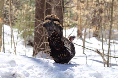 Close-up of bird on field during winter