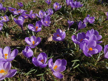 High angle view of purple crocus flowers on field