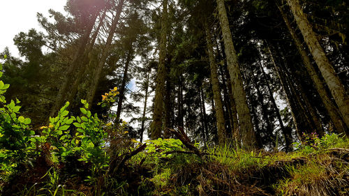 Low angle view of trees in forest