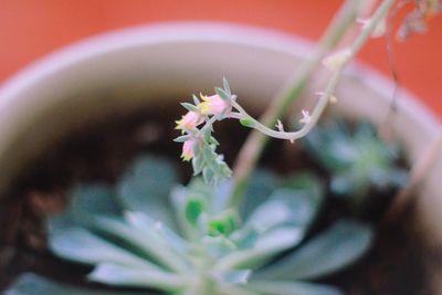 Close-up of pink flower