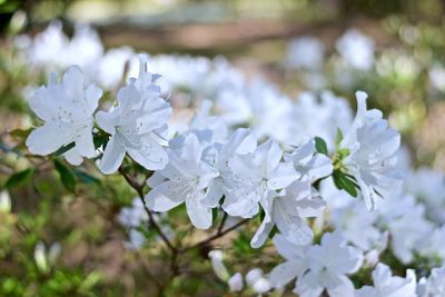 Close-up of white flowering plant