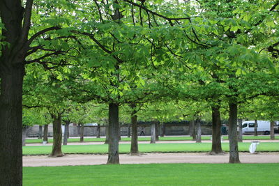 Trees in park