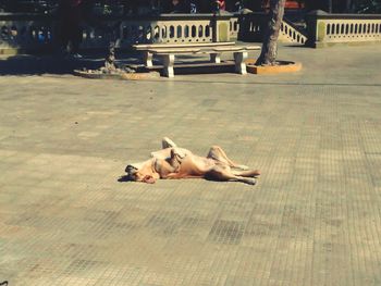 Dog lying on floor relaxing