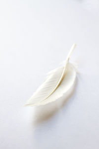 Close-up of feather against white background