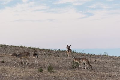 View of deer on field against sky