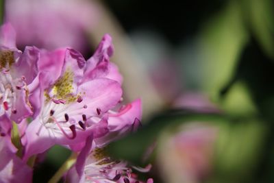 Close-up of pink rose flower