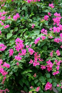 Close-up of pink flowering plants