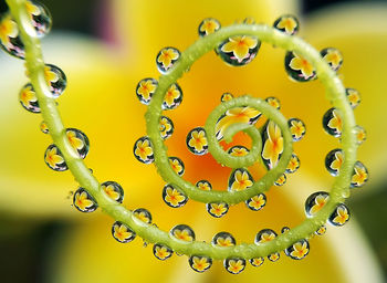 Close-up of water drops on leaf