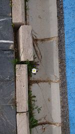 High angle view of flowering plant by wall