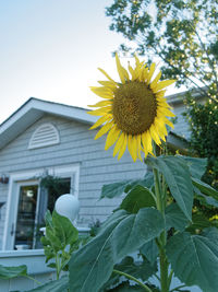 Close-up of sunflower blooming in park