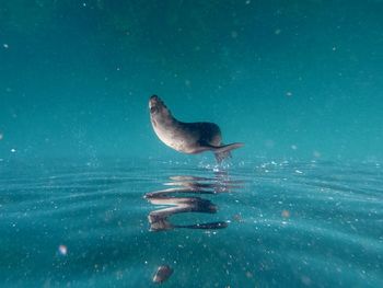 High angle view of duck swimming in sea