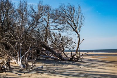 Bare tree by sea against sky during winter