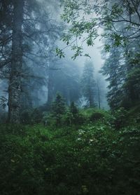 Trees and plants in forest during foggy weather