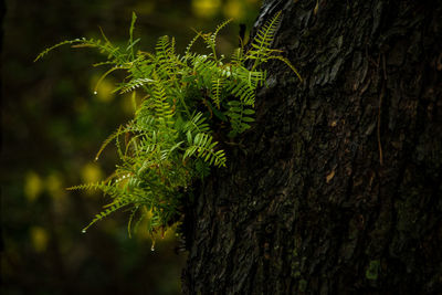 Close-up of moss growing on tree trunk