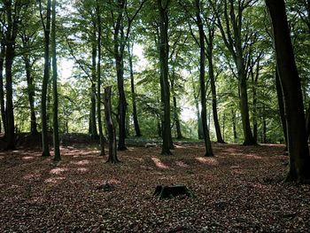 Trees in forest