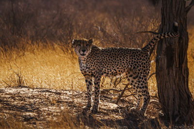 Cheetah standing on field