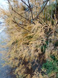 Close-up of tree growing in lake